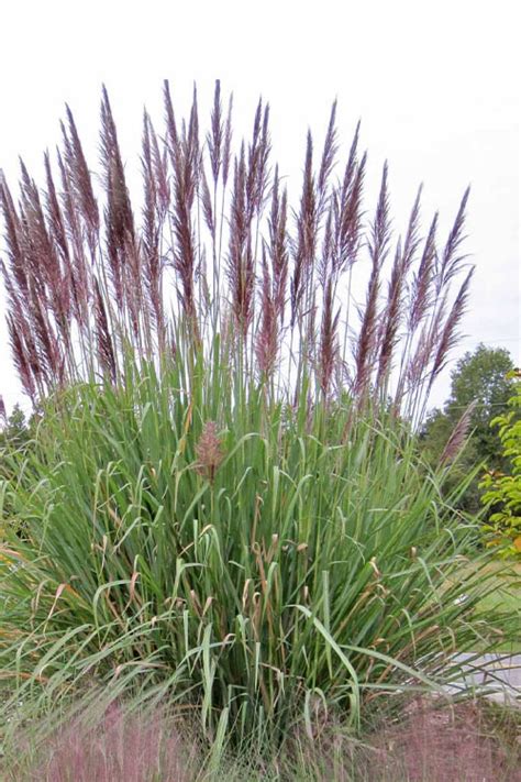 Erianthus Ravennae - Ravenna-Gras, Hardy Pampas-Gras